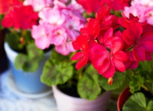 Colorful Geraniums