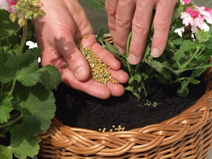 Fertilizing Geraniums