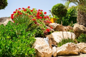 Geranium Placement