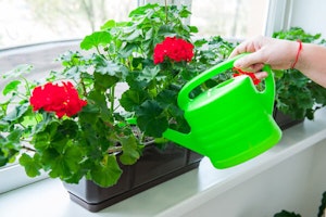 Watering Geraniums