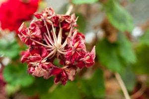 Deadheading Geraniums