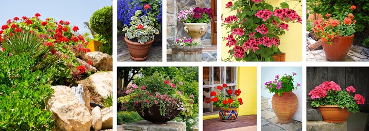 Potted Geraniums