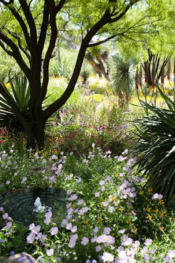 desert garden with flowers succulents and trees summerwinds arizona