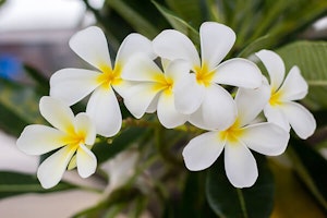 White Plumeria