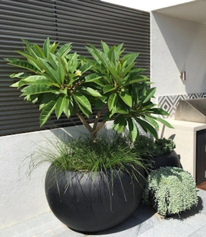 Potted Plumeria on Patio