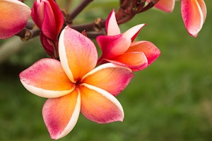 Plumeria flowers in a bowl
