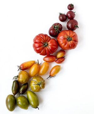 A Rainbow of Tomatoes