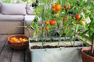 Growing tomatoes in containers