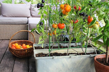 tomatoes growing in containers