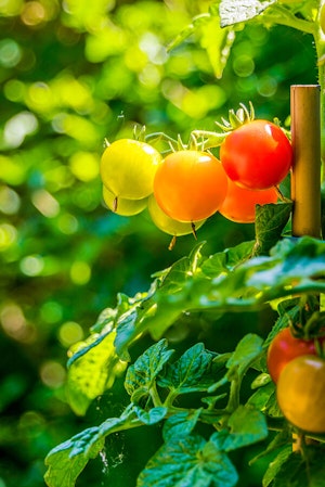 Growing delicious tomatoes