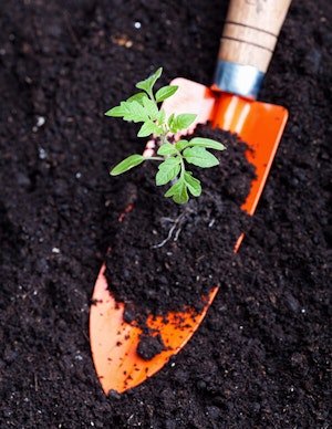 Tomato Start with Soil