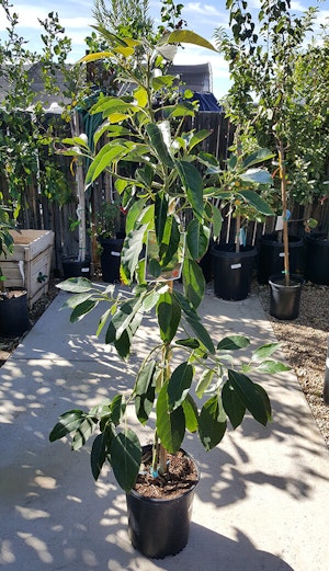5-Gallon Avocado Plant
