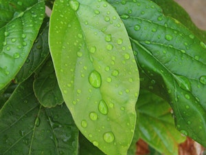 Watering Your Avocado Plant