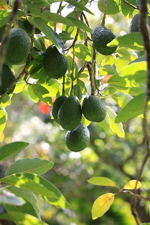 Hanging Avocados