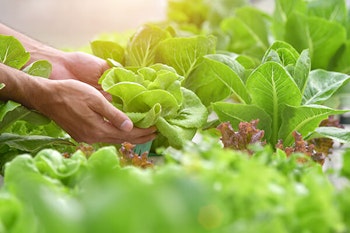 growing lettuce