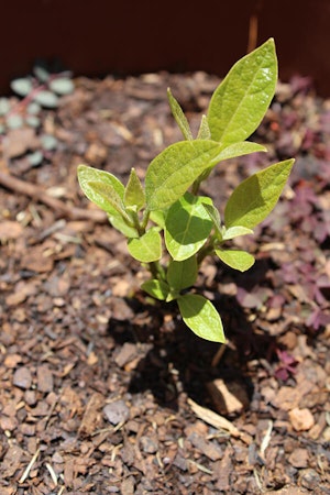 Mulch Around an Avocado Tree