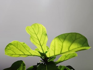 fiddle leaf fig