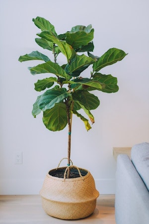 fiddle leaf fig