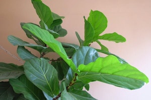 fiddle leaf fig