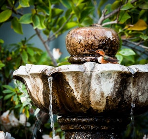 Bird in Fountain