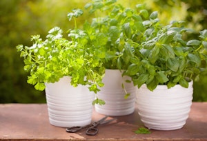 Fresh Herbs