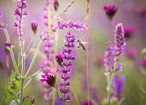 Bee with Lavender