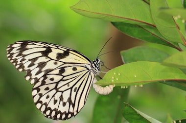 Butterfly laying eggs.