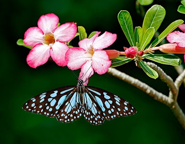 Butterfly on Adenium