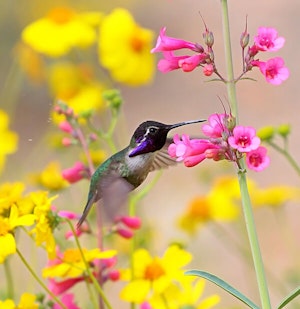 Hummingbird with flowers