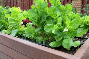 vegetable garden