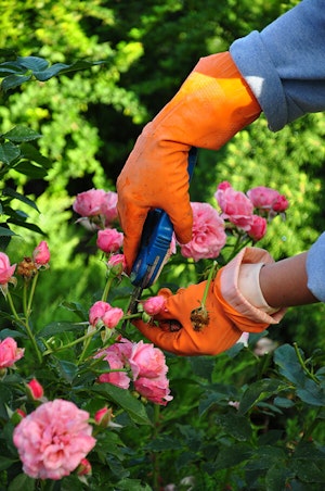 Pruning Roses