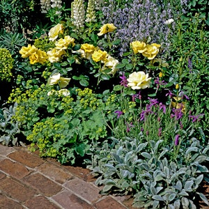 Roses in the Garden