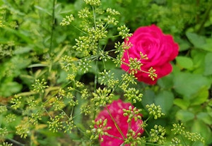 Parsley Seeds and Roses