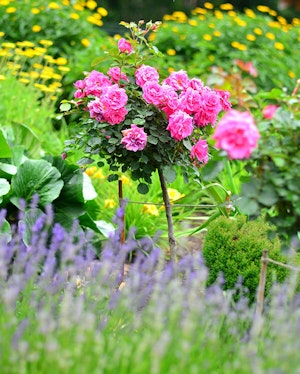 Roses, Lavender and More