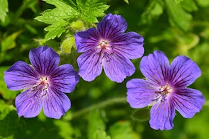 Purple Cranesbill