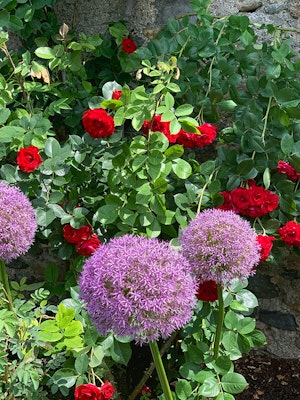 Roses with Allium