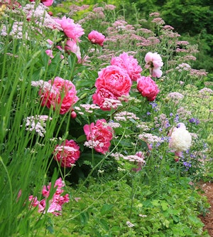 Roses, Anise and More