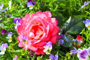 Roses and Pansies
