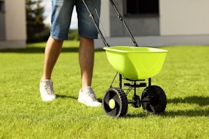 applying your winter ryegrass seed