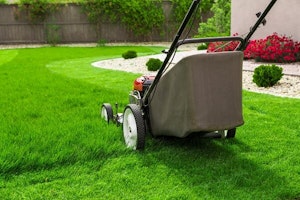 thinking your winter ryegrass lawn