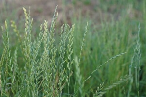 winter ryegrass lawn