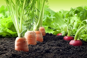 Vegetables Growing in the Soil