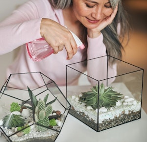 woman spritzing succulent in terrarium