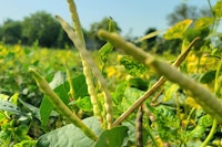 black eyed peas in field black eyed peas in field