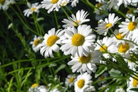 chamomile flowers chamomile flowers