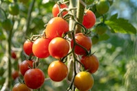 cherry tomatoes growing on vine cherry tomatoes growing on vine