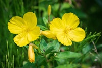 evening primroses yellow evening primroses