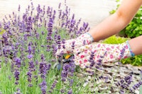 lavender woman trimming lavender