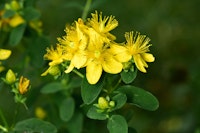 st johns wort plant st johns wort plant