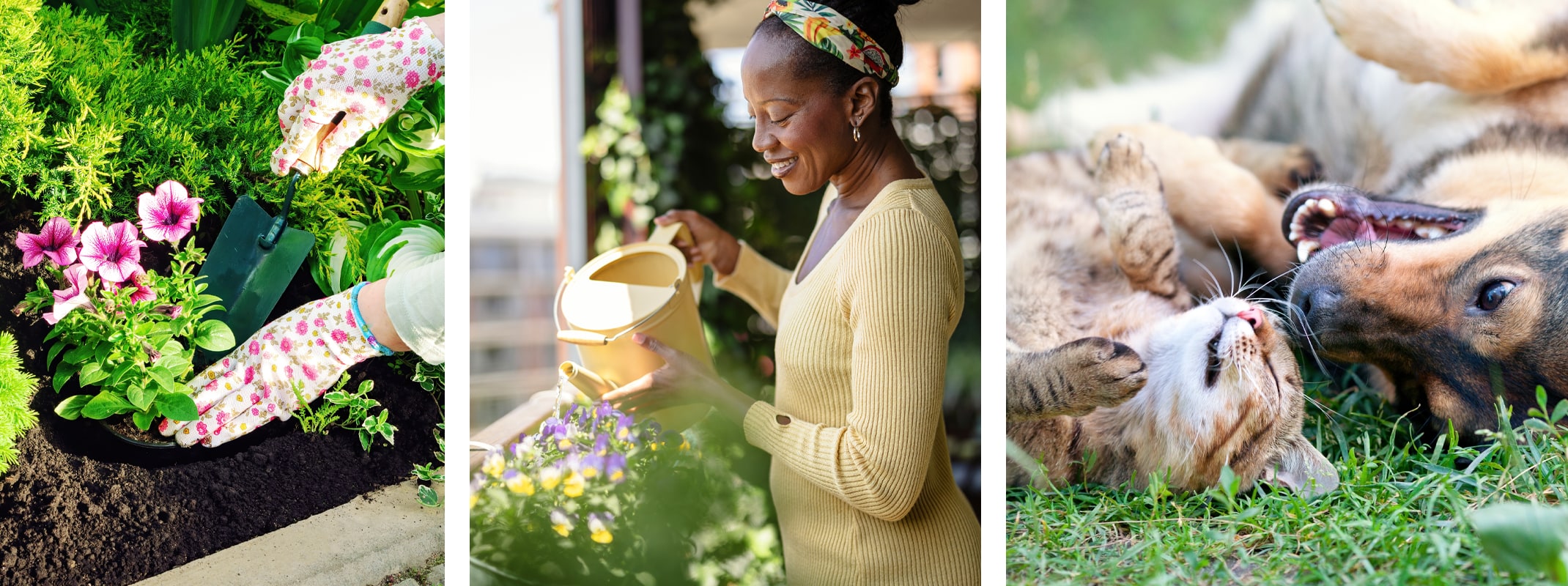 woman planting petunias, woman watering violas and dog and cat loving the yard